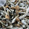 z-strain magic mushroom online