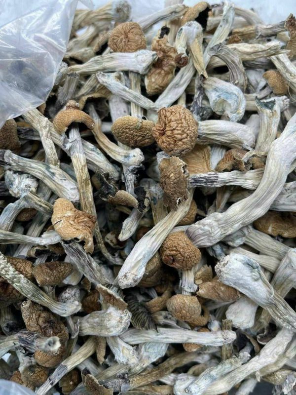 z-strain magic mushroom online