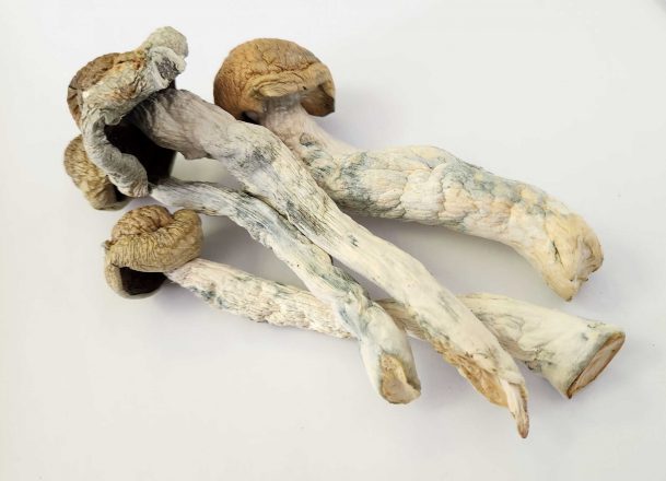 melmac magic mushrooms online