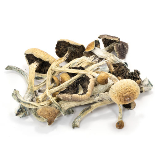 buy amazonian cubensis magic mushrooms