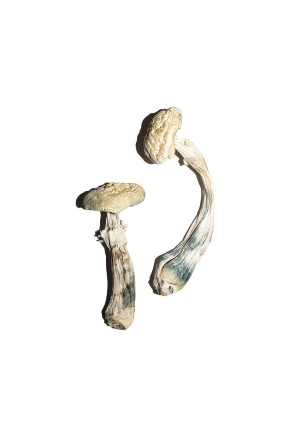 buy albino mushrooms online