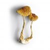 buy cambodian cubensis online | buy cambodian cubensis for sale