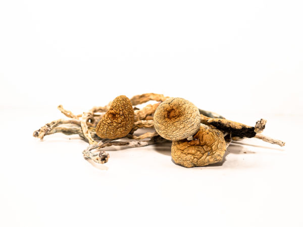 buy white magic mushroom online