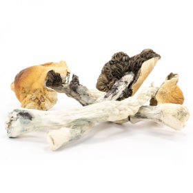 buy honduras cubensis mushrooms