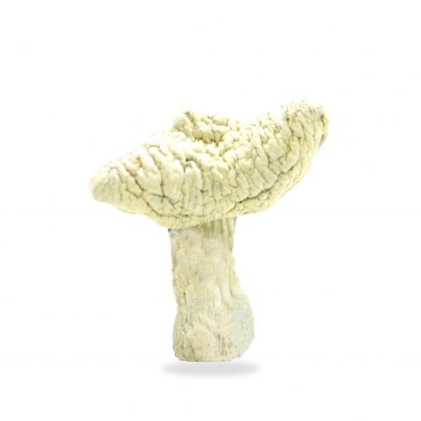 leucistic magic mushrooms for sale