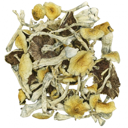 buy apex magic mushroom online