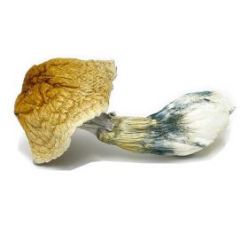 African Transkei Magic Mushroom