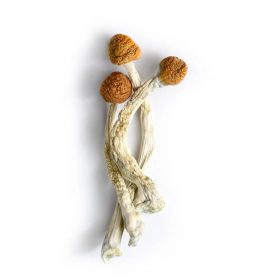 brazilian cubensis mushroom for sale