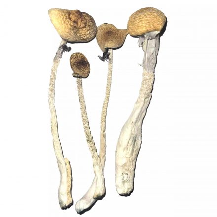 treasure coast magic mushrooms