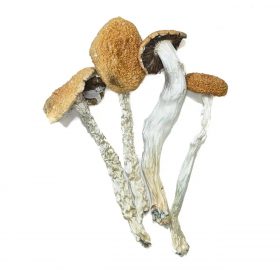 buy long legs mushroom online