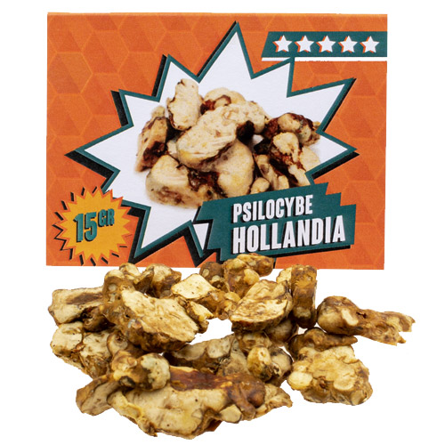 buy psilocybe hollandia truffles