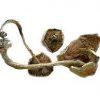 buy cuban cubensis mushrooms