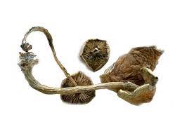 buy cuban cubensis mushrooms