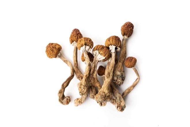 Psychedelic Magic Mushrooms